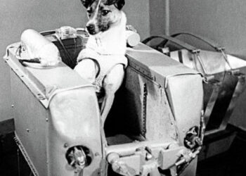 3 noiembrie 1957 – Cățelușa Laika a devenit prima ființă vie care a zburat pe orbita Pământului