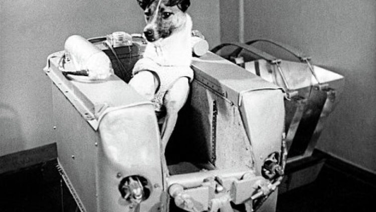 3 noiembrie 1957 – Cățelușa Laika a devenit prima ființă vie care a zburat pe orbita Pământului