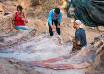 Dinozaur de 25 de metri lungime, descoperit de un portughez, în curtea casei sale