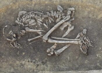 Mormintele unor decedați de ciumă, vechi de 4.000 de ani, descoperite în Austria