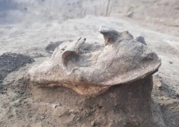 Craniu de lup descoperit într-un mormânt vechi de 2.000 de ani, din Dobrogea