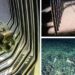 Artefacte din sticlă ornamentată, recuperate de arheologi, din epava Capo Corso 2