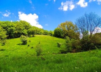 Pădurea Dumbrăveni, locul unde natura devine basm