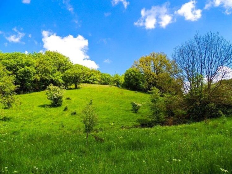 Pădurea Dumbrăveni, locul unde natura devine basm