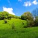 Pădurea Dumbrăveni, locul unde natura devine basm