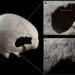 Craniu operat de două ori, vechi de 4.500 de ani, descoperit în sud-estul Spaniei
