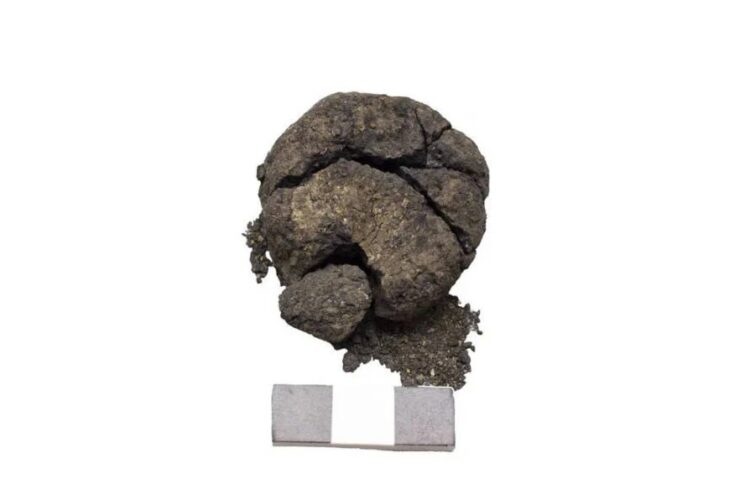 Pâine veche de 8.600 de ani, descoperită la Çatalhöyük, în Turcia