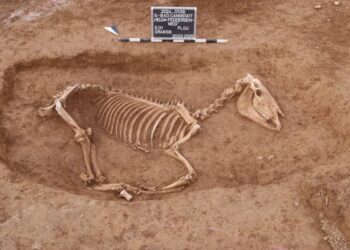 Cimitir roman de cai, descoperit în sudul Germaniei