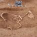 Cimitir roman de cai, descoperit în sudul Germaniei