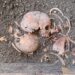 Drama unei famili care a încercat să se salveze, descoperită de către arheologi la Pompeii