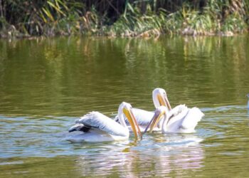 Complexul Muzeal de Științe ale Naturii Constanța scoate la concurs mai multe posturi vacante