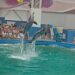 Zâmbește alături de delfini: O zi de neuitat la Delfinariul Constanța