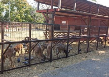Iubești animalele? Vino ca VOLUNTAR la Microrezervația din Constanța!