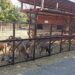 Iubești animalele? Vino ca VOLUNTAR la Microrezervația din Constanța!