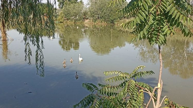 Microrezervația din Constanța – refugiu pentru animale, lecție pentru mici și mari