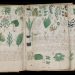 Manuscrisul Voynich ar fi putut fi scris cu ajutorul unui cifru medieval, potrivit unui nou studiu