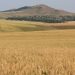 Pe-un picior de plai: BEȘTEPE, satul celor cinci coline
