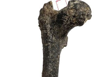Femur vechi de 7,2 milioane de ani, descoperit în Bulgaria