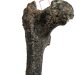 Femur vechi de 7,2 milioane de ani, descoperit în Bulgaria