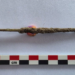 Instrument chirurgical roman, descoperire excepțională în Bulgaria
