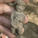 Statuetă rară a lui Venus, descoperită într-un sit roman din Ungaria